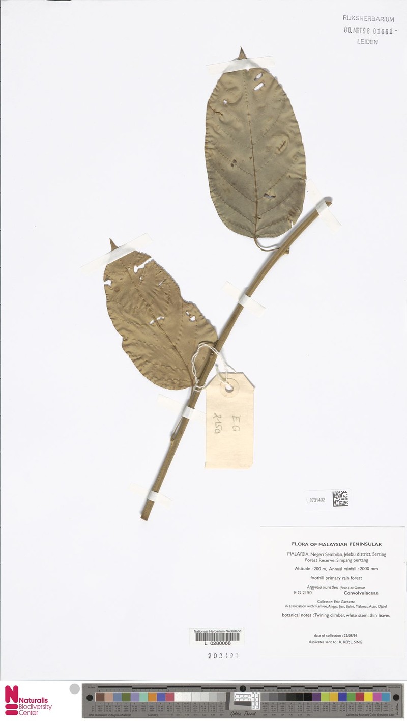 Argyreia kunstleri photo 3