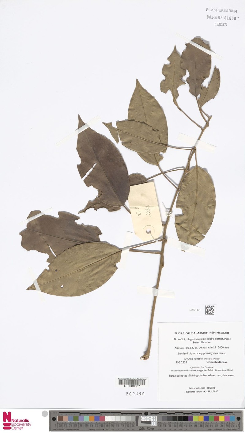 Argyreia kunstleri photo 4