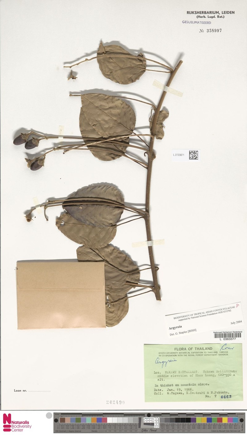 Argyreia kunstleri photo 5