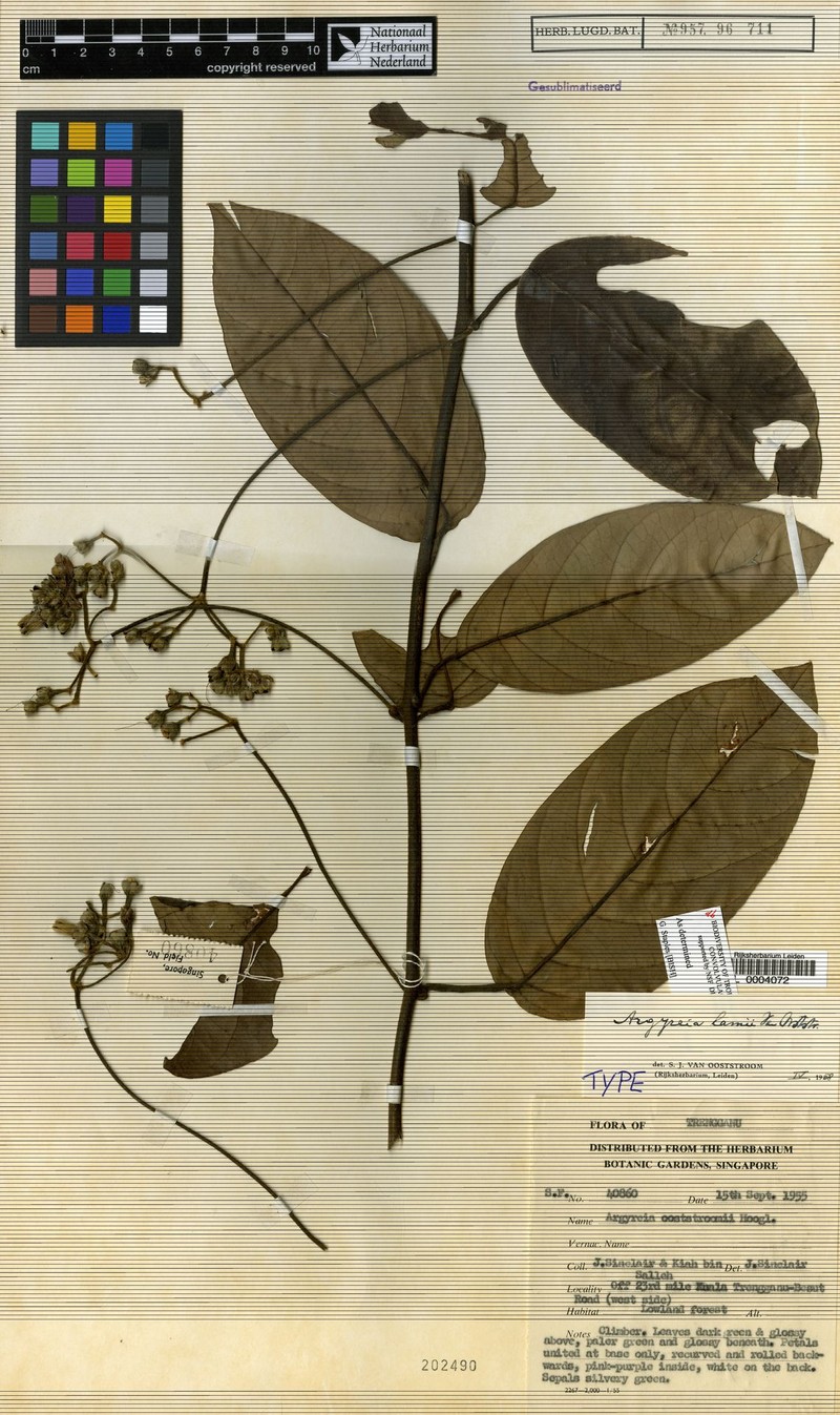 Argyreia lamii