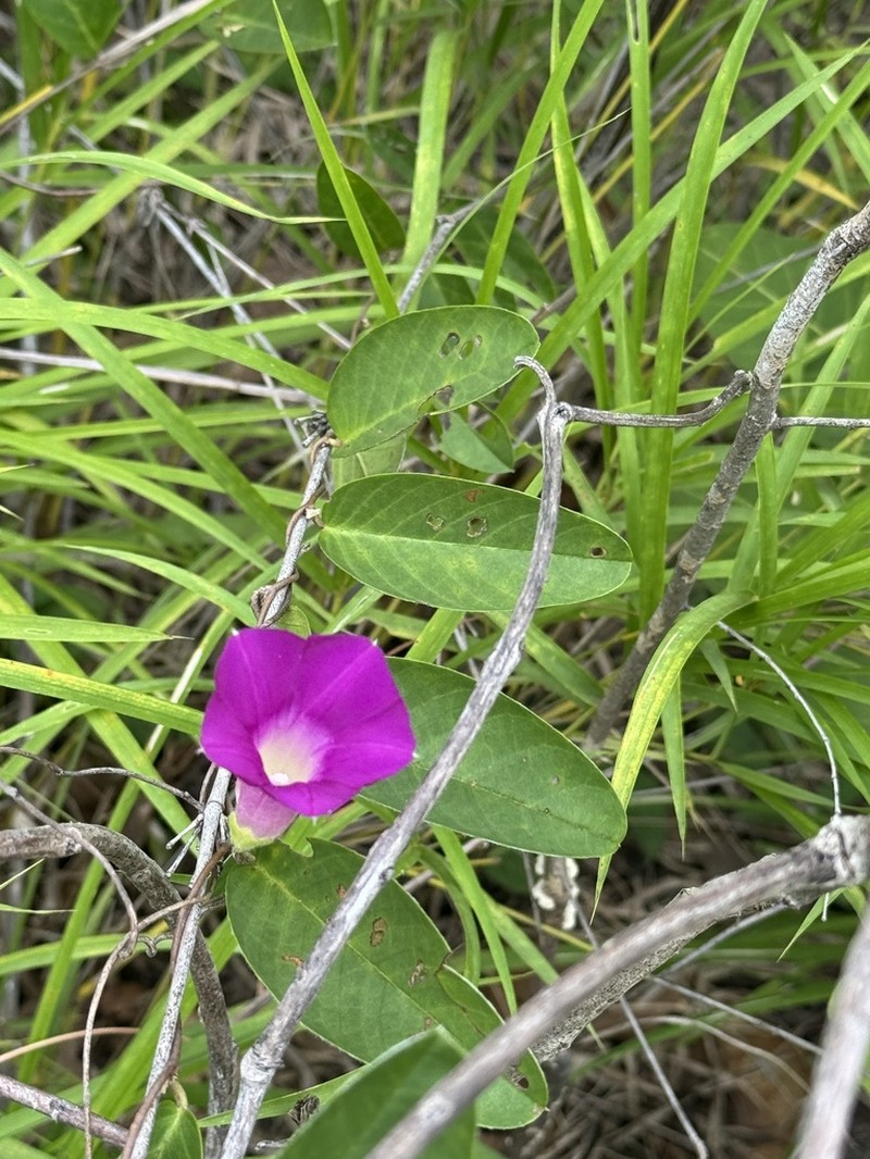 Argyreia lanceolata photo 2