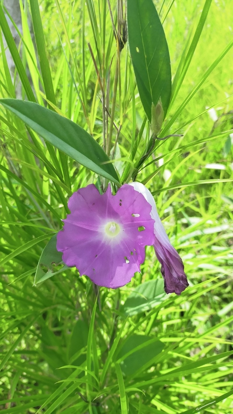 Argyreia lanceolata photo 3