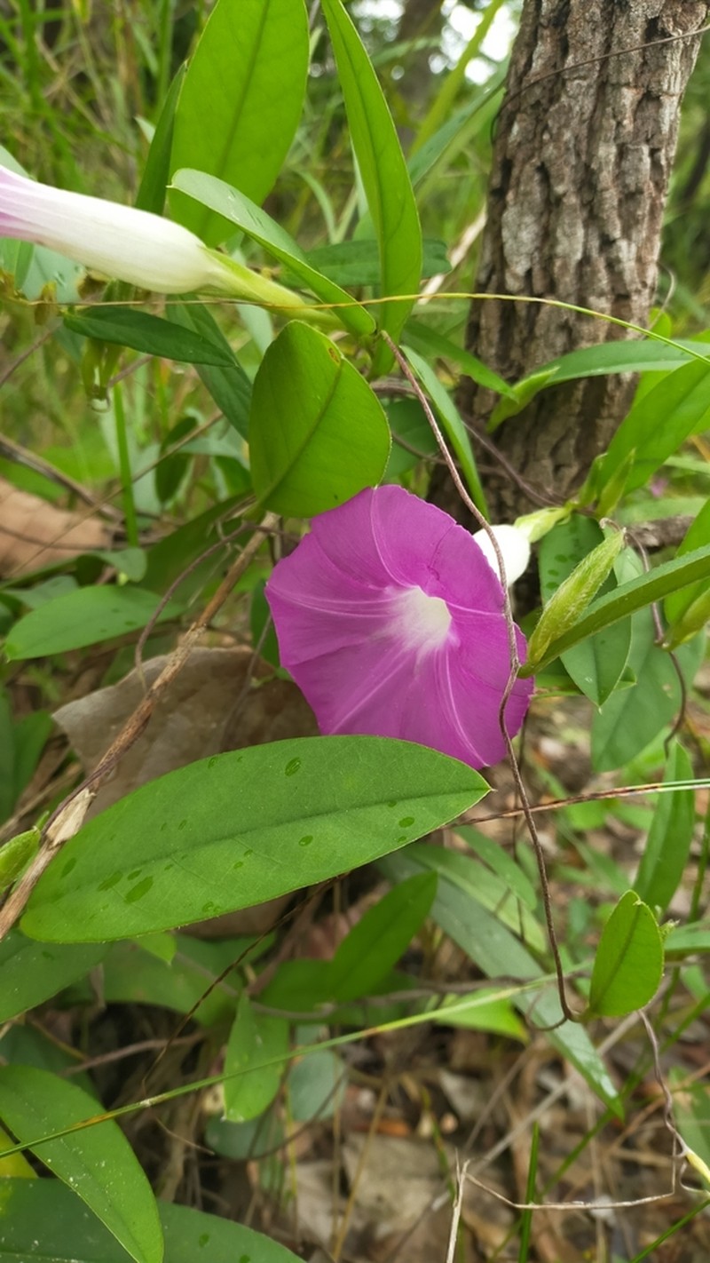 Argyreia lanceolata photo 4
