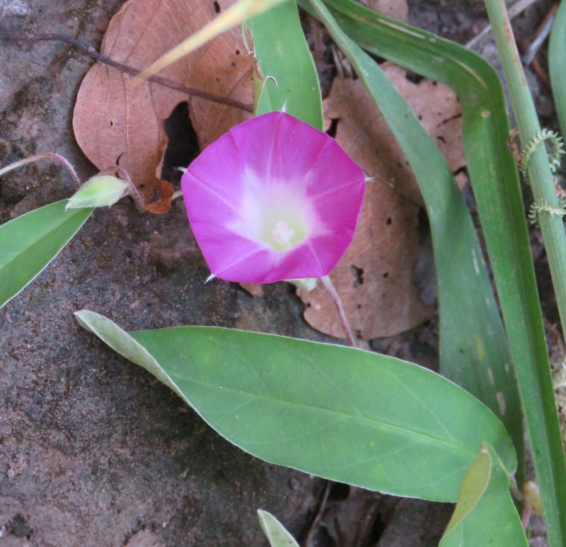 Argyreia lanceolata photo 8