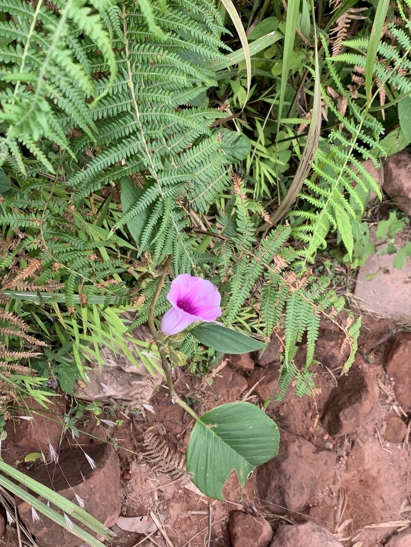 Argyreia laotica