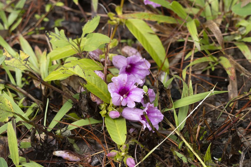 Argyreia laotica photo 2