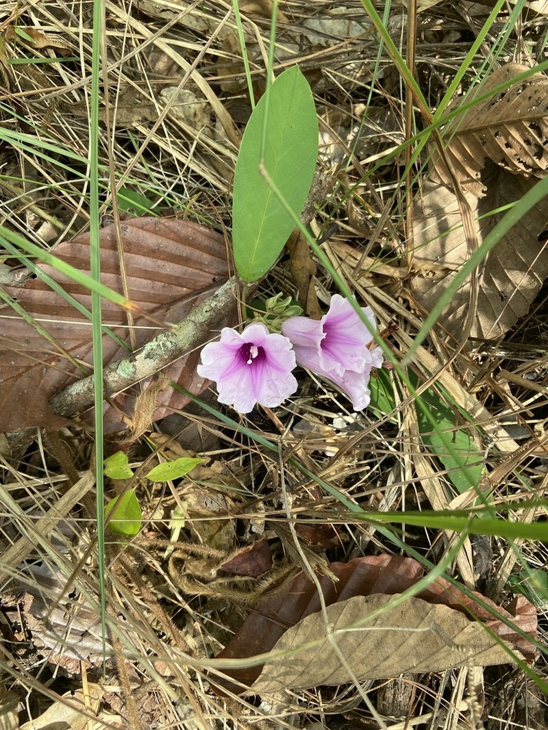 Argyreia laotica photo 3