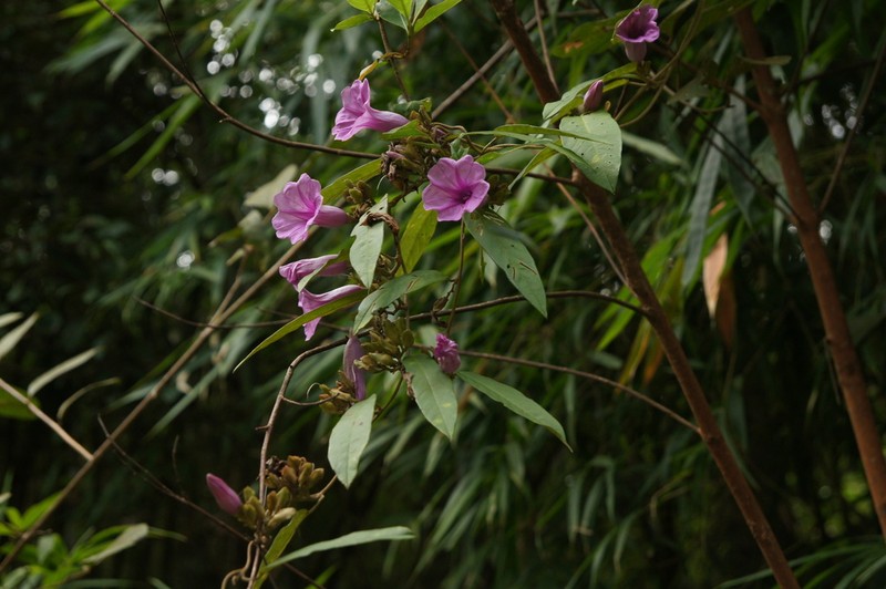 Argyreia laotica photo 5