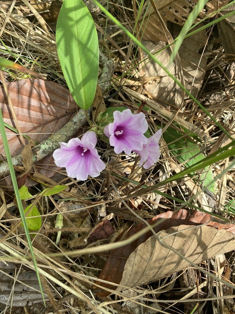 Argyreia laotica photo 6