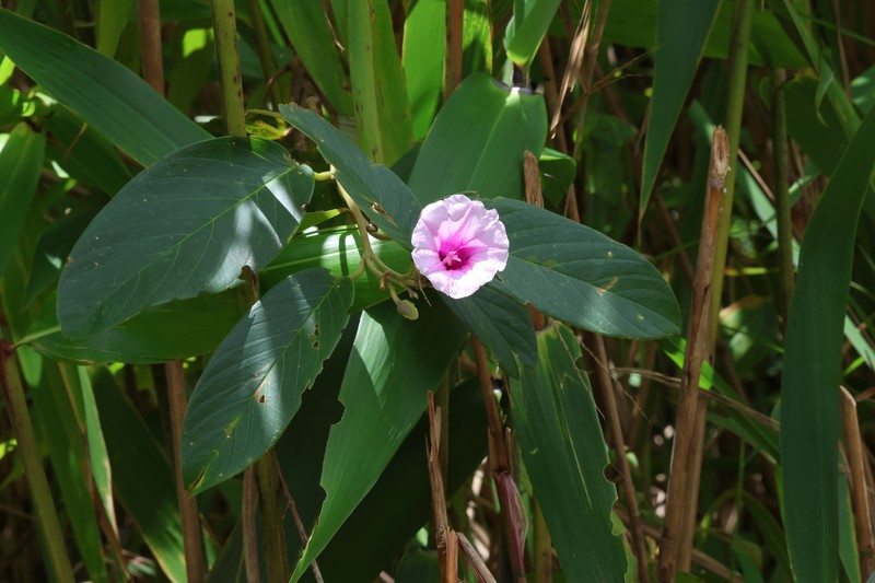 Argyreia laotica photo 8