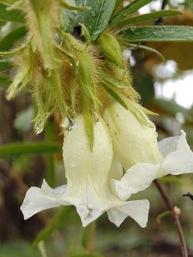Argyreia leucantha photo 2