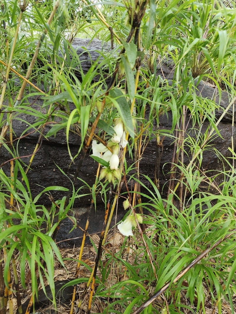 Argyreia leucantha photo 4