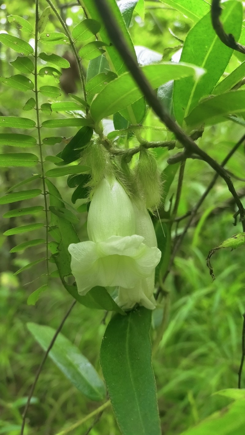 Argyreia leucantha photo 6