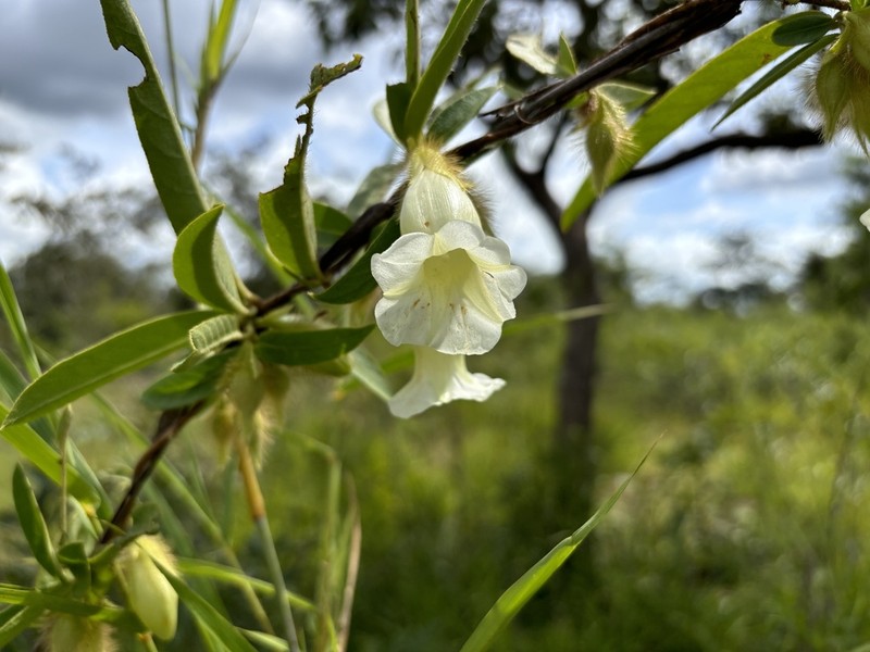 Argyreia leucantha photo 7