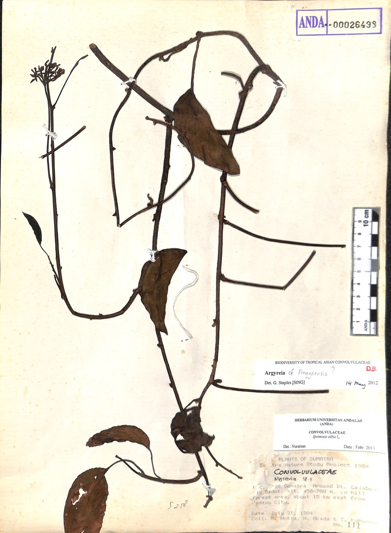 Argyreia linggaensis