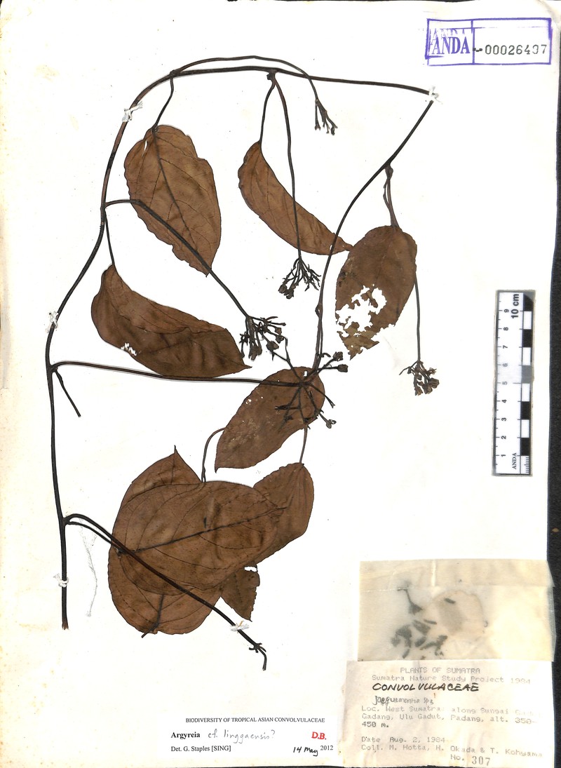 Argyreia linggaensis photo 2