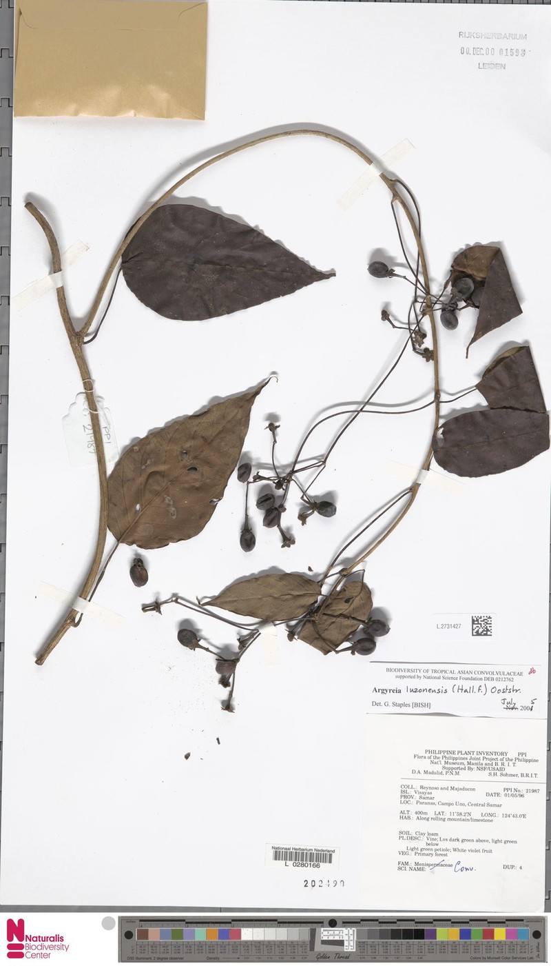 Argyreia luzonensis photo 2