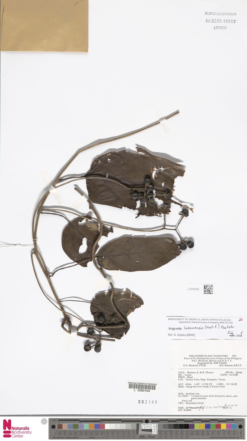 Argyreia luzonensis photo 3