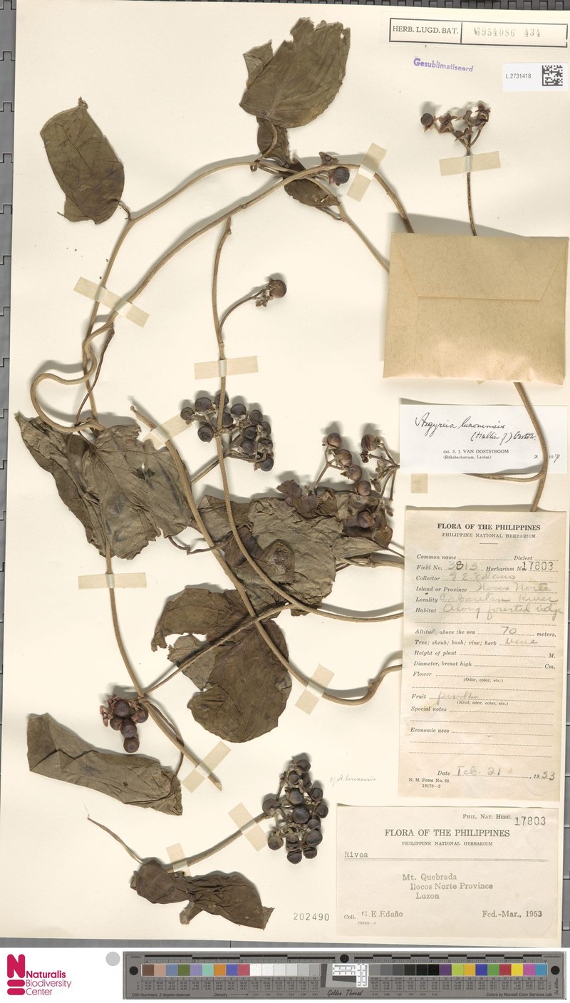 Argyreia luzonensis photo 4