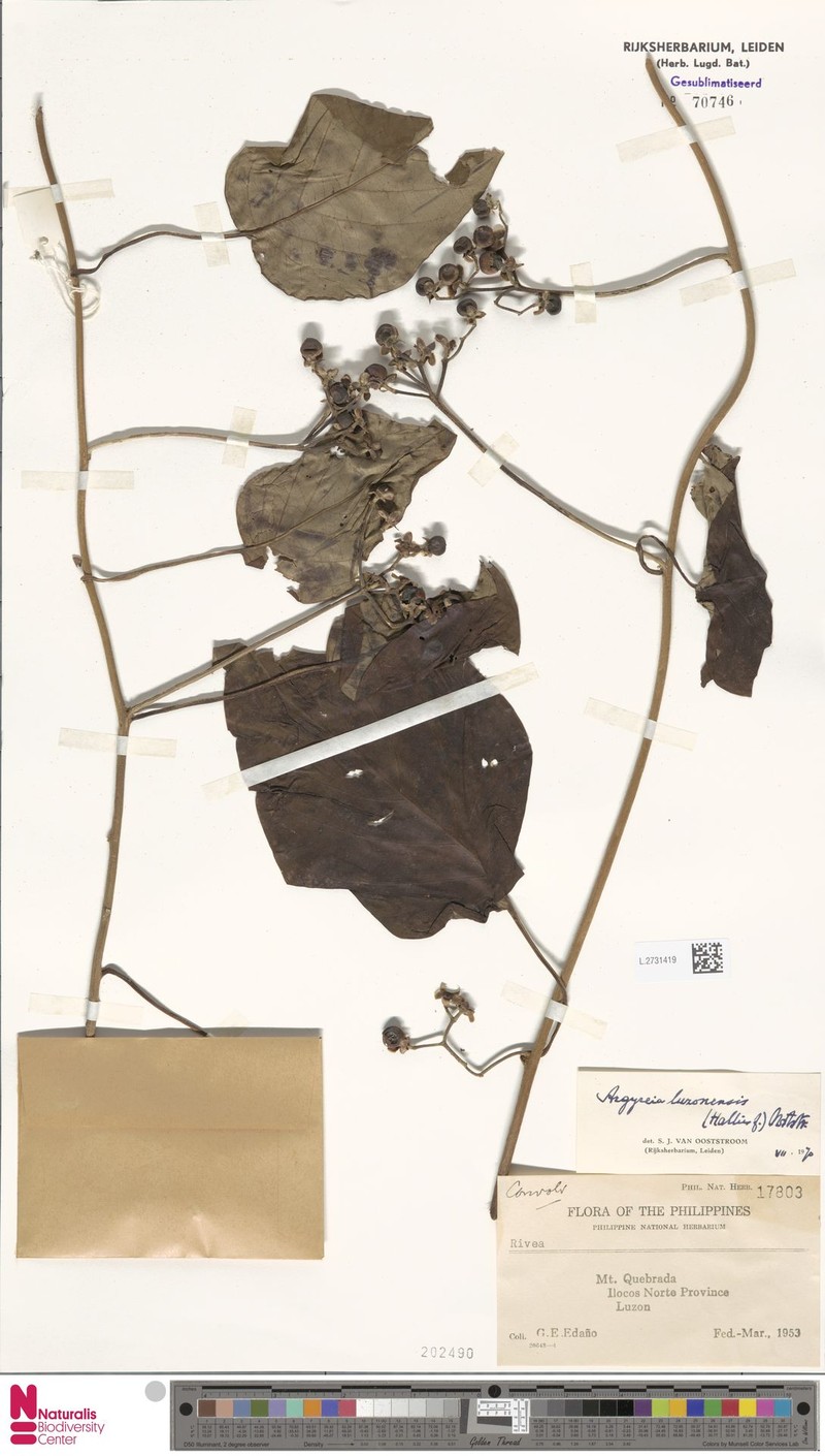 Argyreia luzonensis photo 5