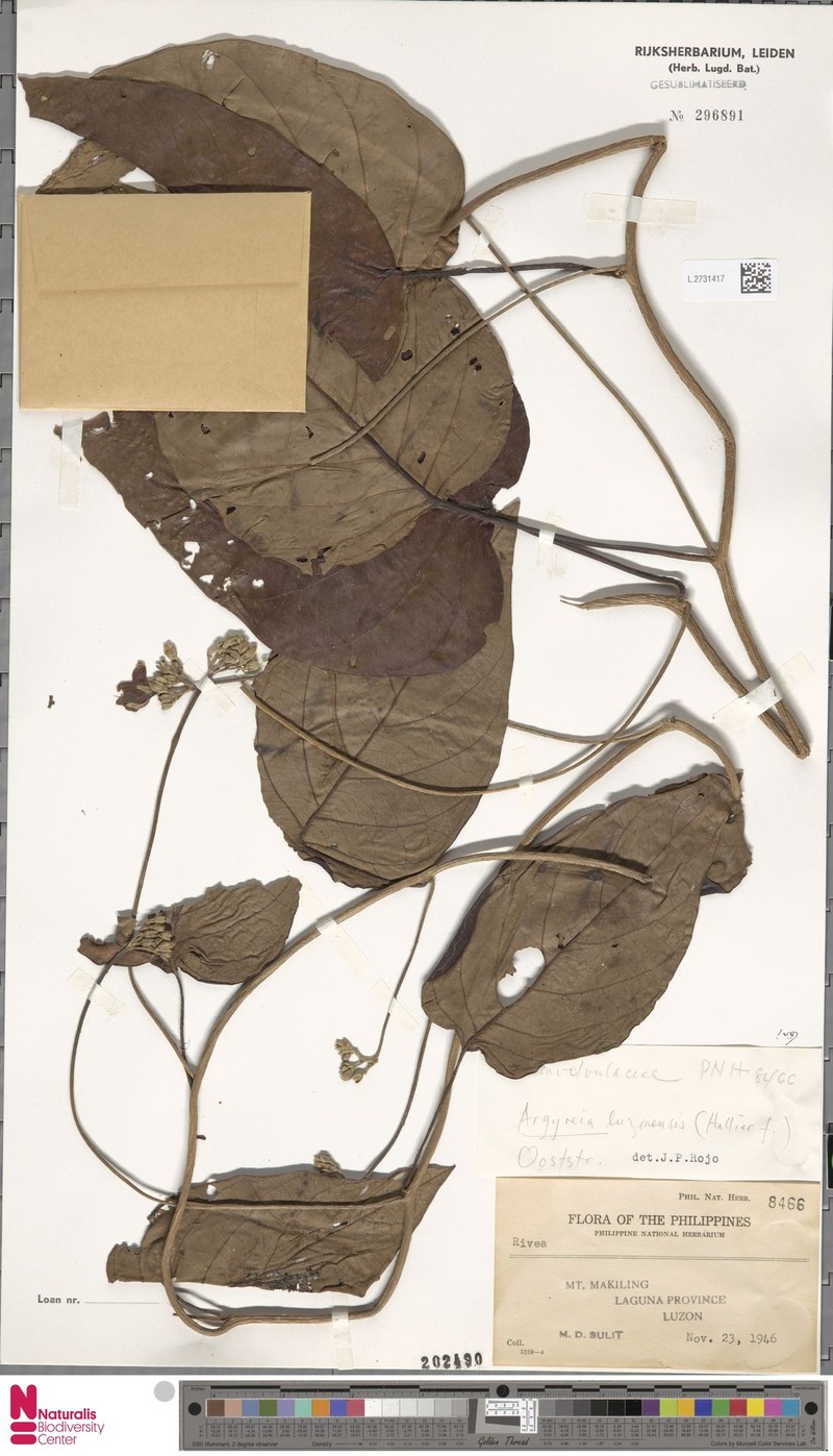 Argyreia luzonensis photo 6