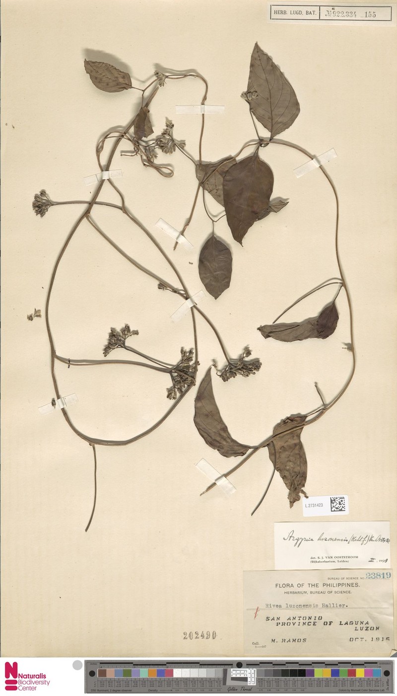 Argyreia luzonensis photo 8