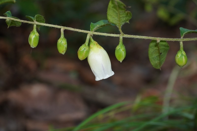 Argyreia lycioides