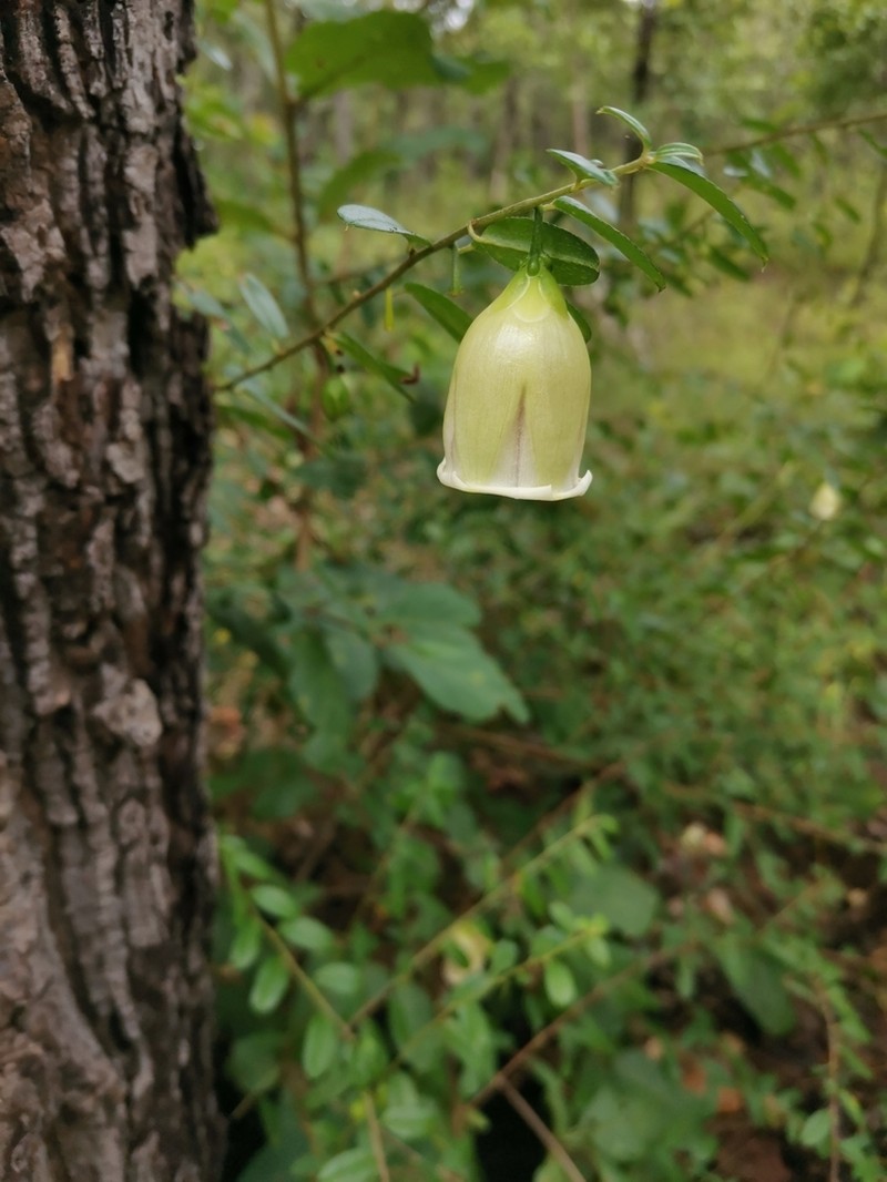 Argyreia lycioides photo 2