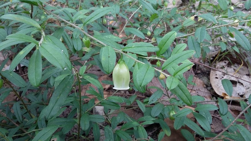 Argyreia lycioides photo 3