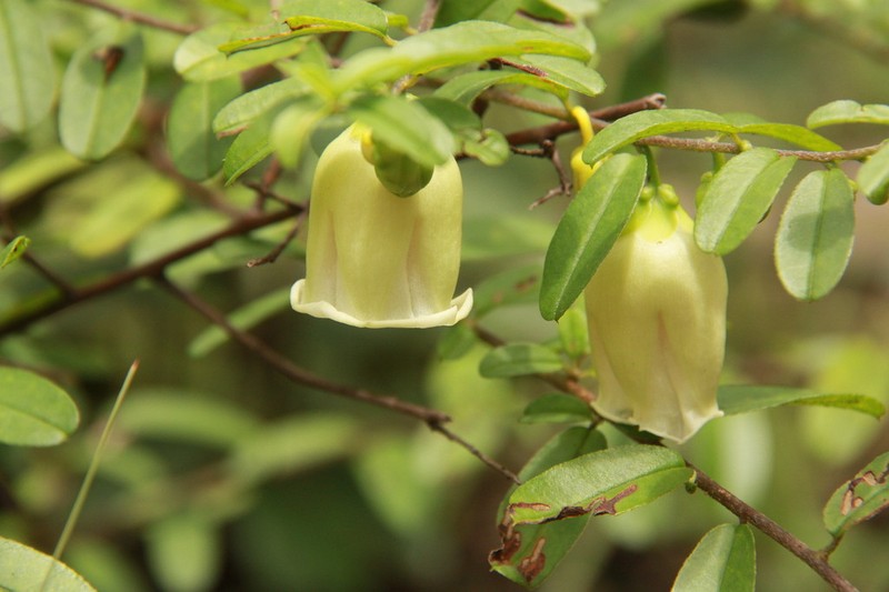 Argyreia lycioides photo 4