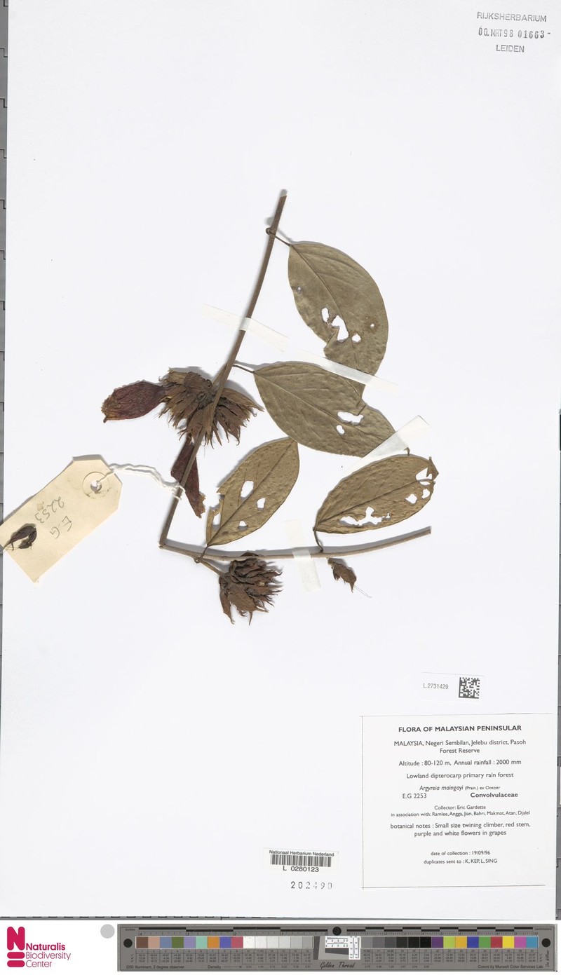 Argyreia maingayi photo 2