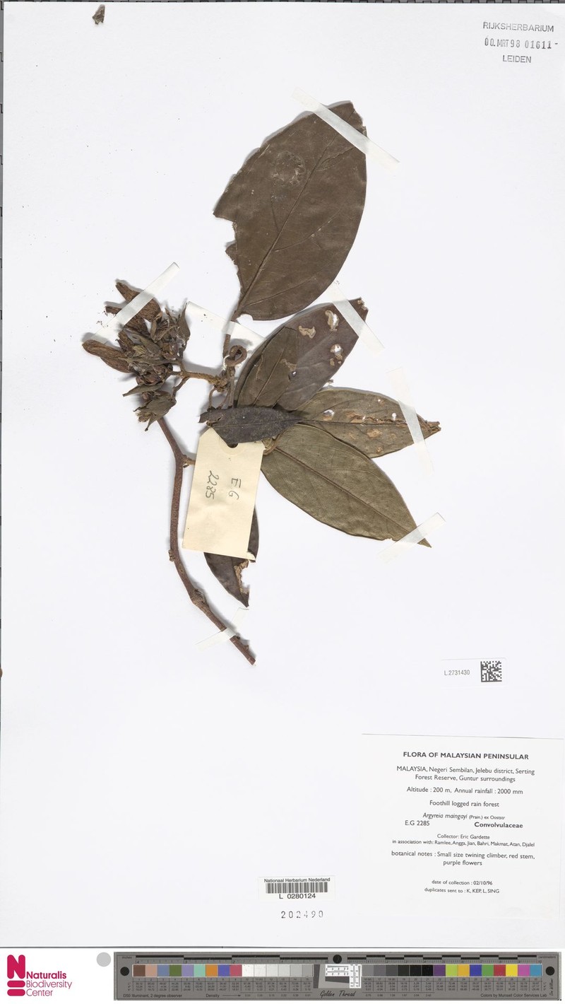 Argyreia maingayi photo 3