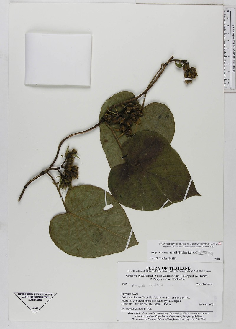 Argyreia mastersii photo 2