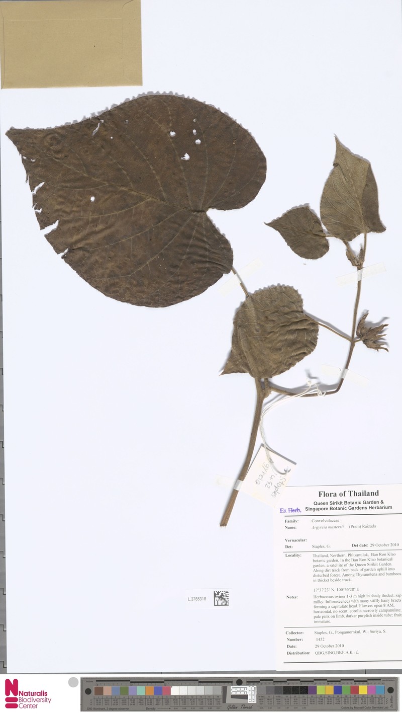 Argyreia mastersii photo 3