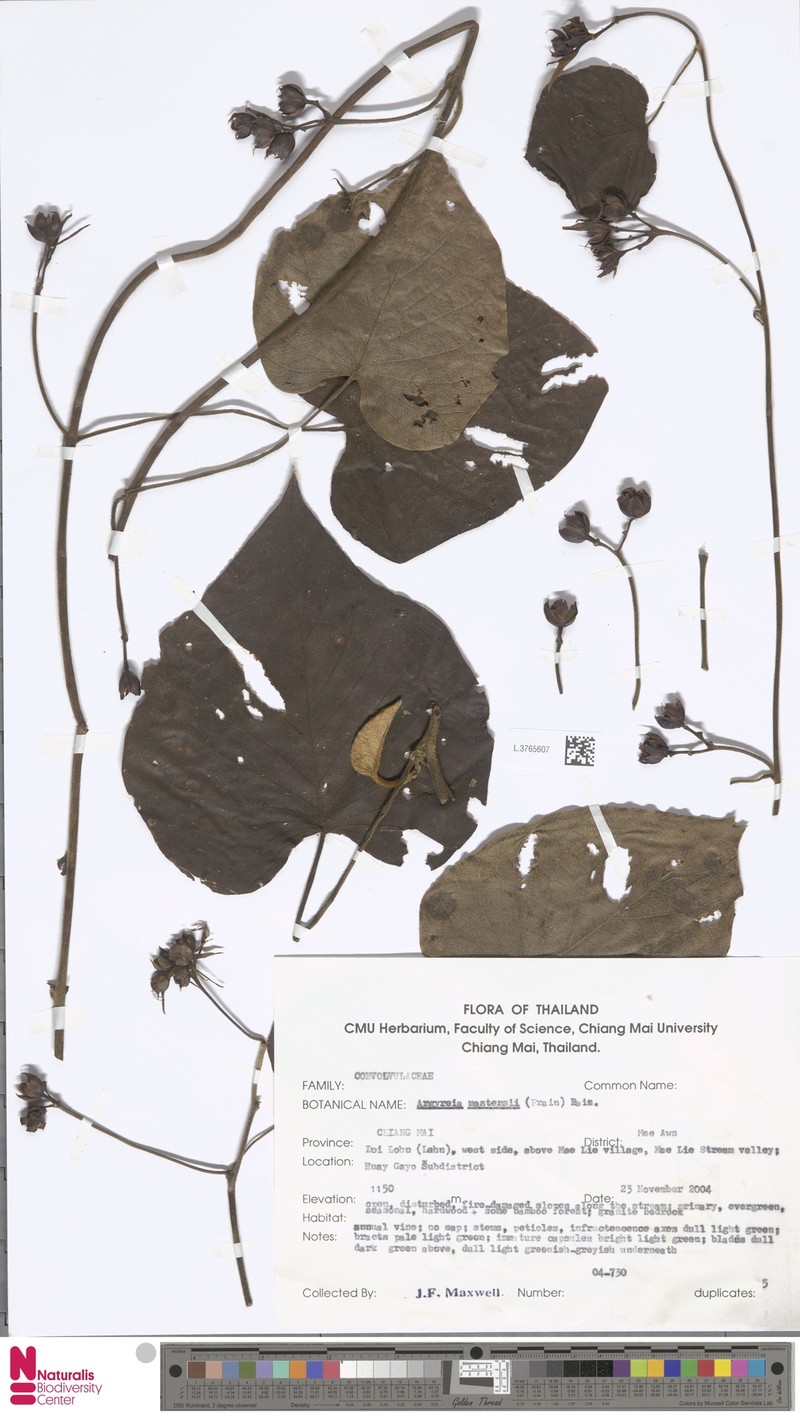 Argyreia mastersii photo 4