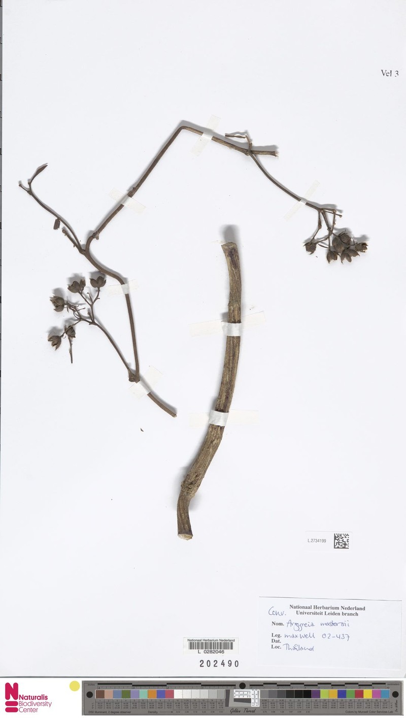 Argyreia mastersii photo 5