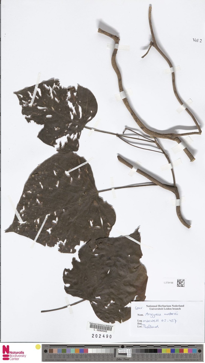 Argyreia mastersii photo 6