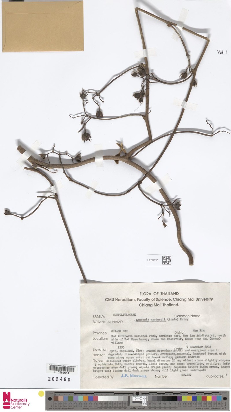 Argyreia mastersii photo 7