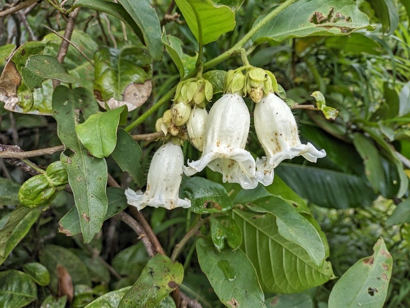 Argyreia mekongensis