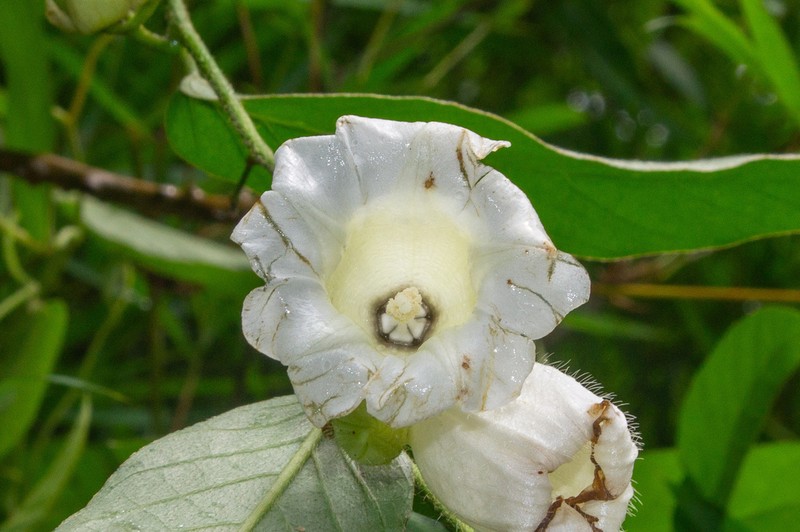 Argyreia mekongensis photo 2