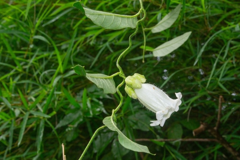Argyreia mekongensis photo 3