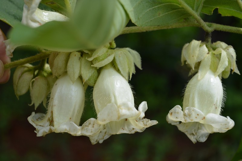 Argyreia mekongensis photo 5