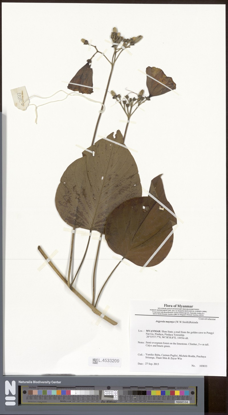 Argyreia melvillei