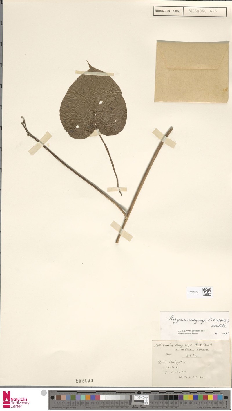 Argyreia melvillei photo 2