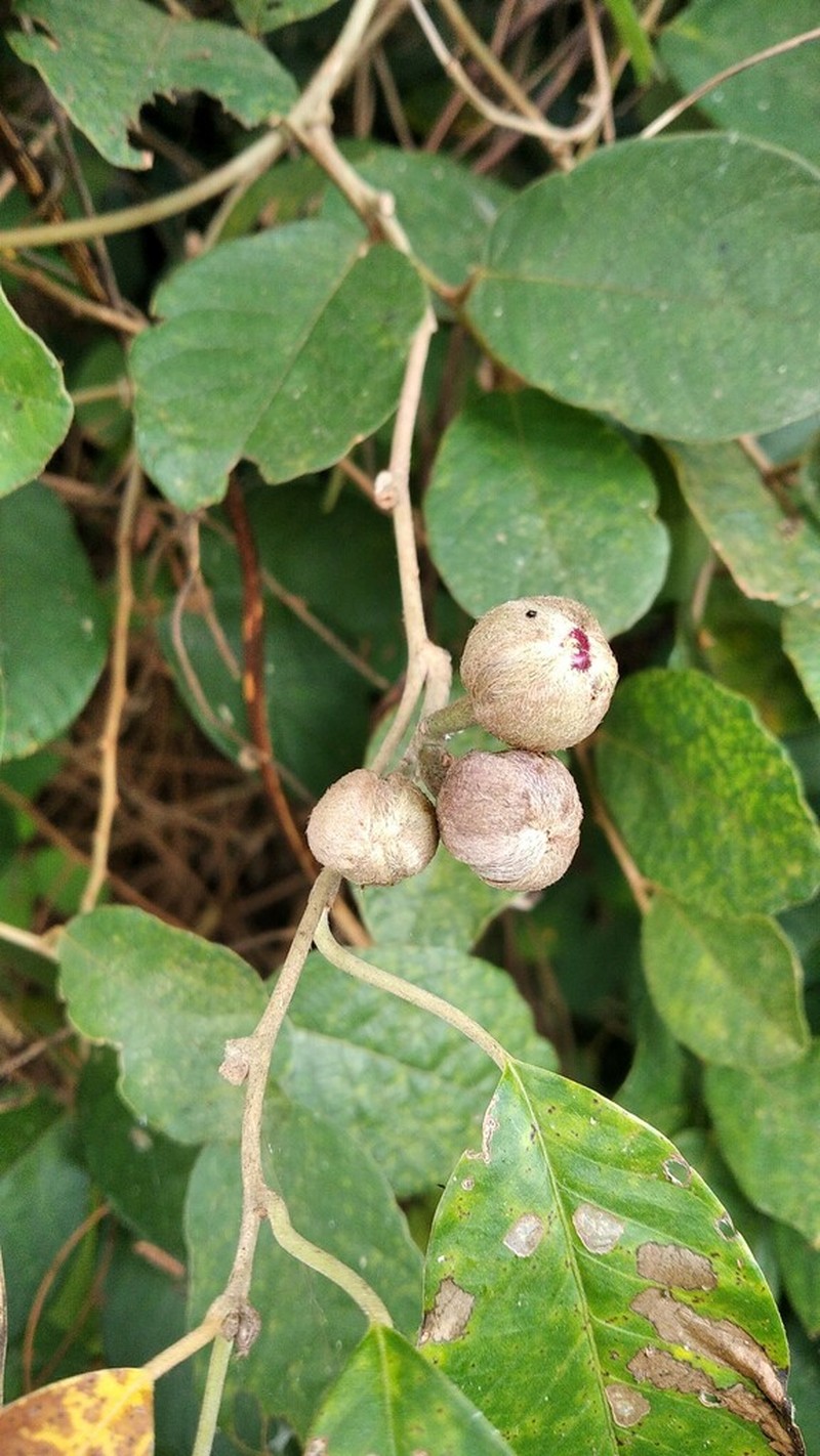 Argyreia mollis photo 2