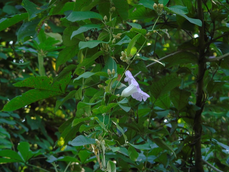 Argyreia mollis photo 3