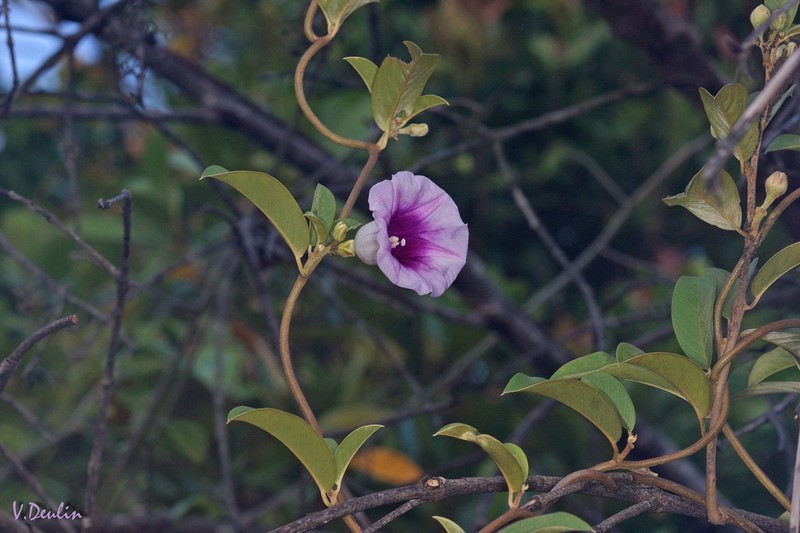 Argyreia mollis photo 6