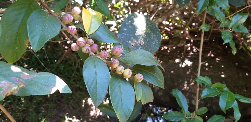 Argyreia mollis photo 8