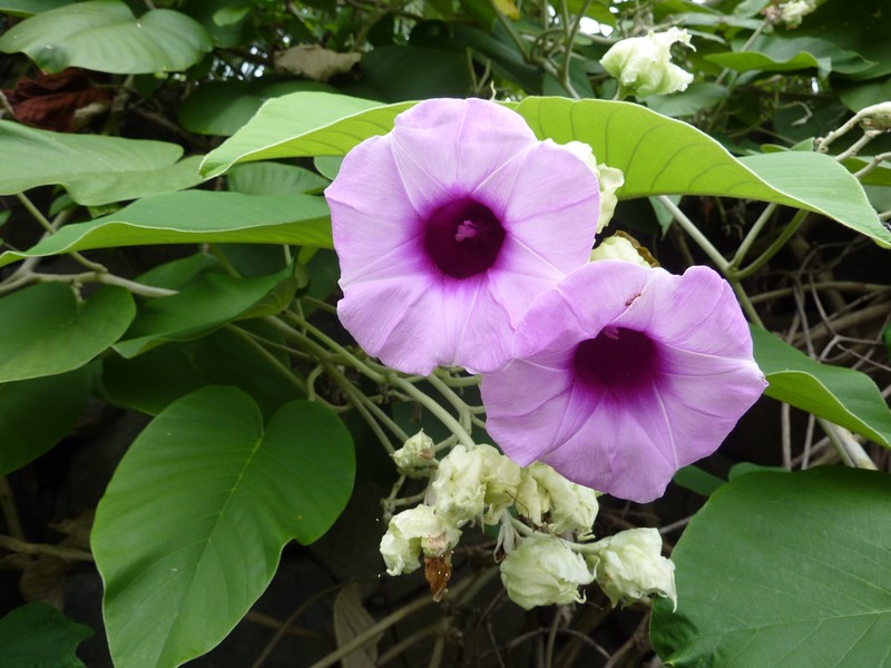 Elephant Creeper