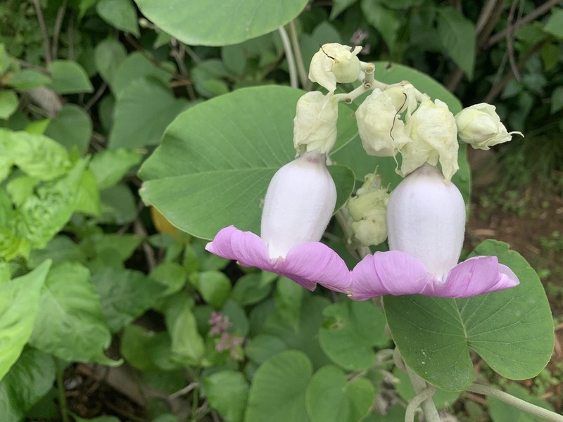 Elephant Creeper photo 3
